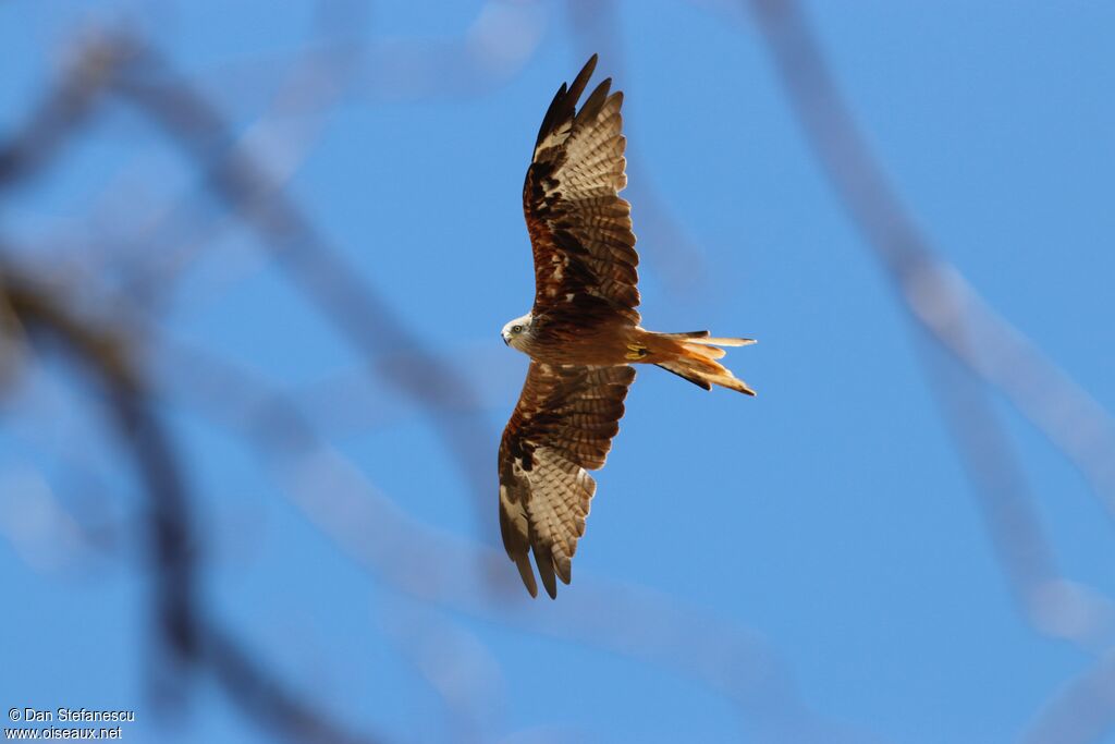 Red Kite