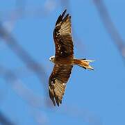 Red Kite