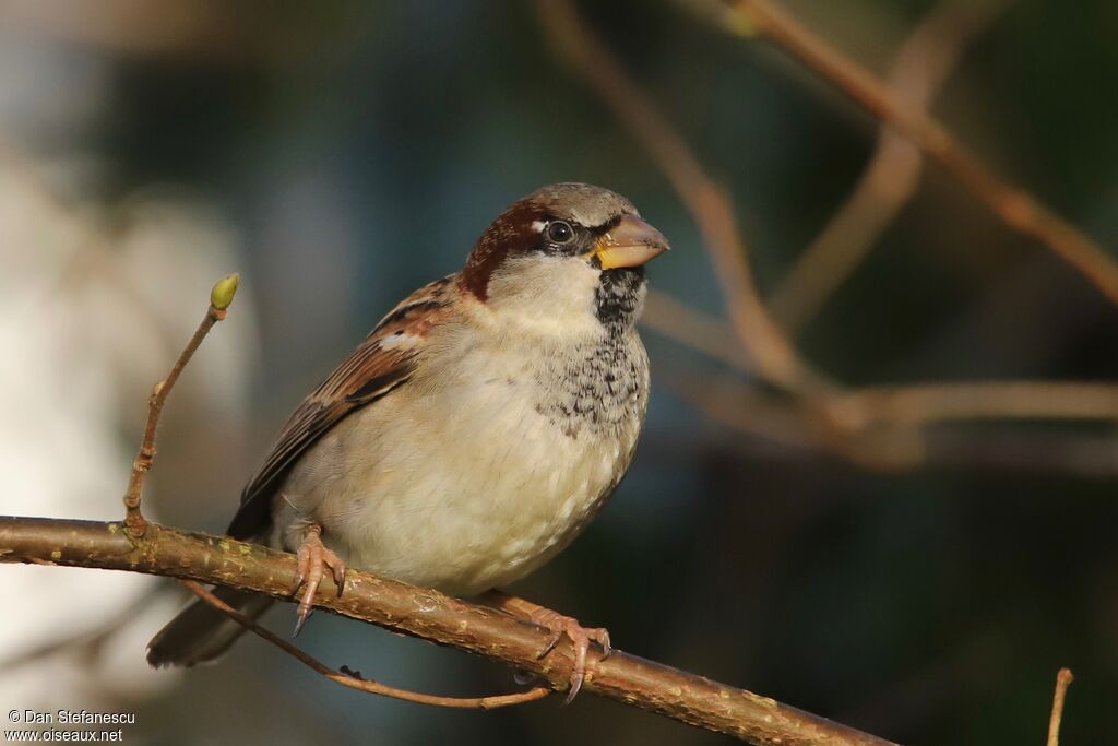 House Sparrow male