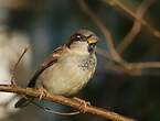Moineau domestique