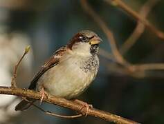 House Sparrow