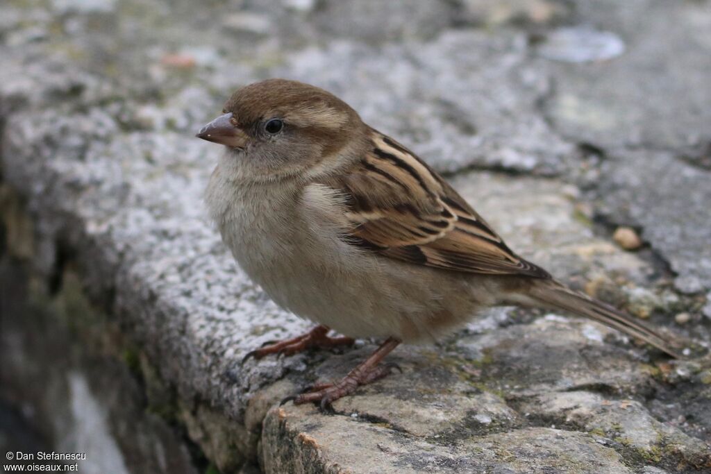 Moineau domestique femelle adulte