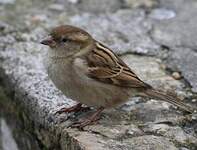 Moineau domestique