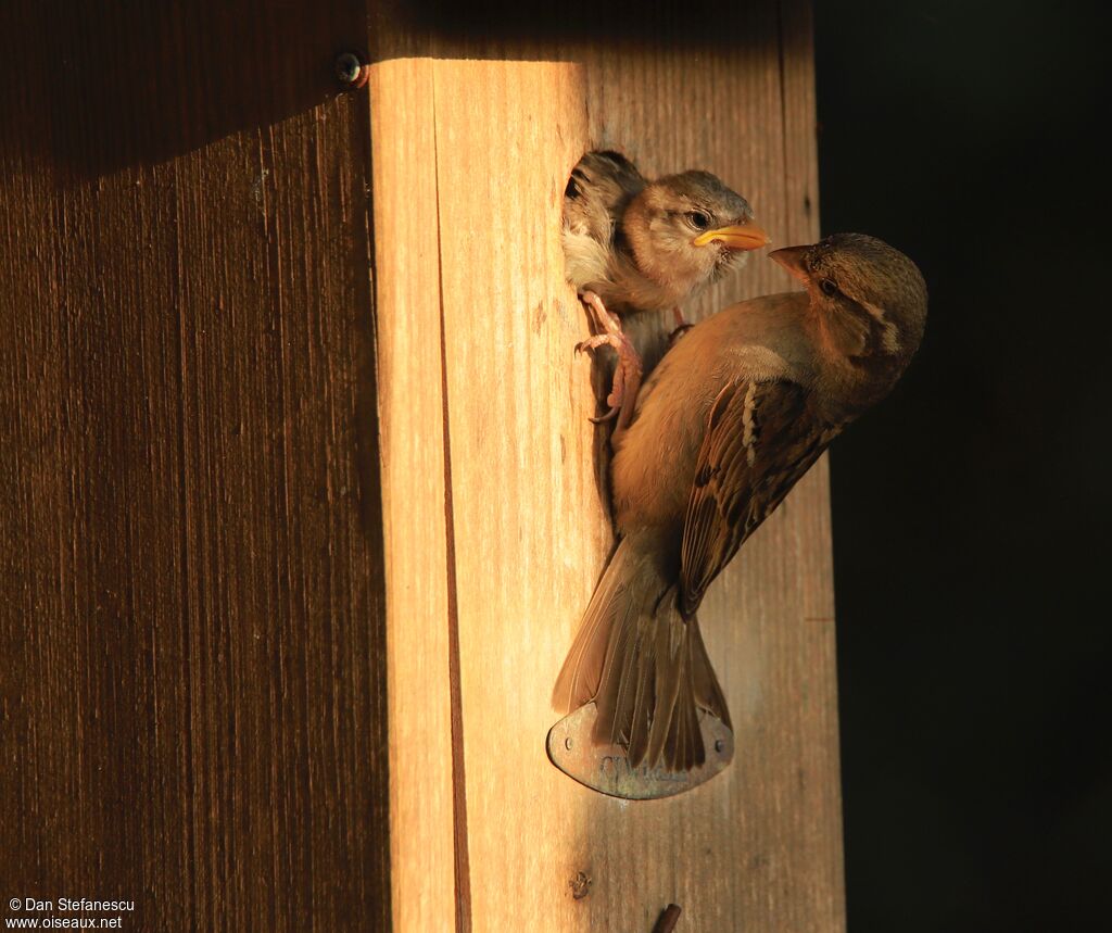 Moineau domestiquejuvénile, mange