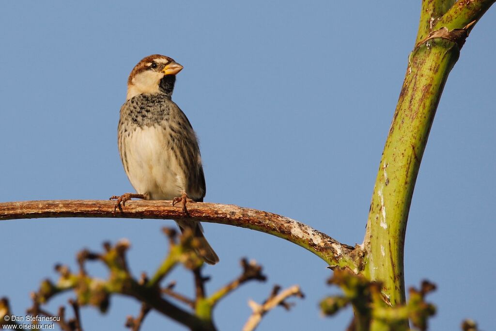 Moineau espagnol mâle adulte