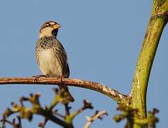 Spanish Sparrow