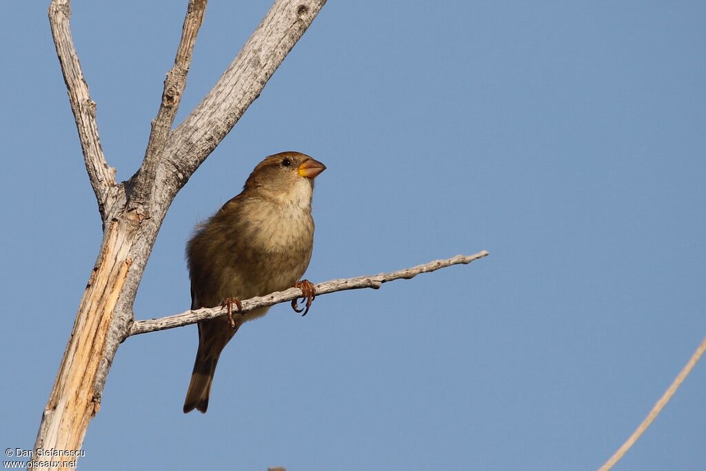 Moineau espagnol femelle adulte