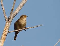 Spanish Sparrow