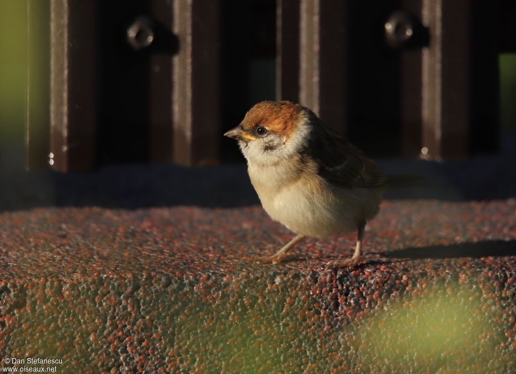 Eurasian Tree SparrowPoussin, walking