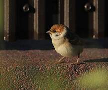 Eurasian Tree Sparrow