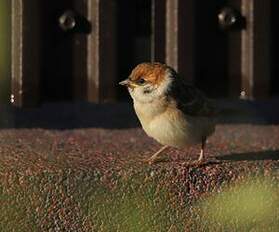 Moineau friquet