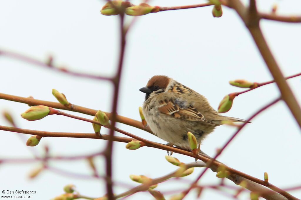 Moineau friquetadulte