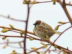 Eurasian Tree Sparrow