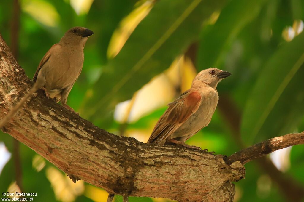 Northern Grey-headed Sparrowadult