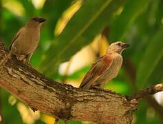 Northern Grey-headed Sparrow