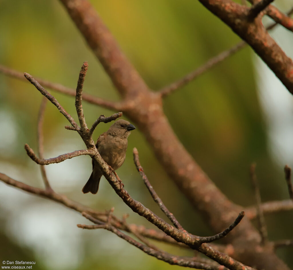 Moineau perroquetadulte