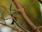 Moineau perroquet