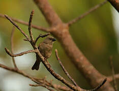 Parrot-billed Sparrow