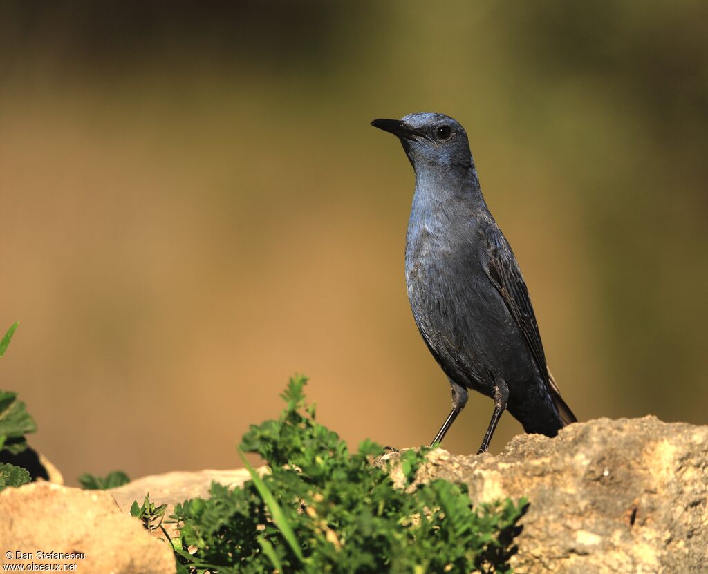 Blue Rock Thrush male adult