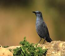 Blue Rock Thrush