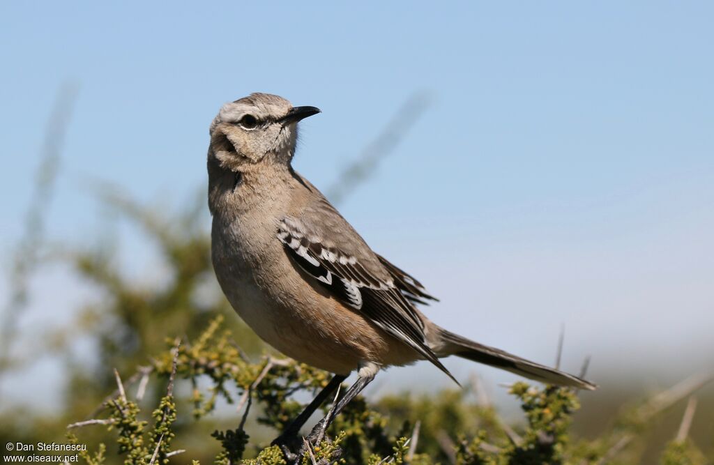 Patagonian Mockingbirdadult