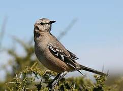 Patagonian Mockingbird