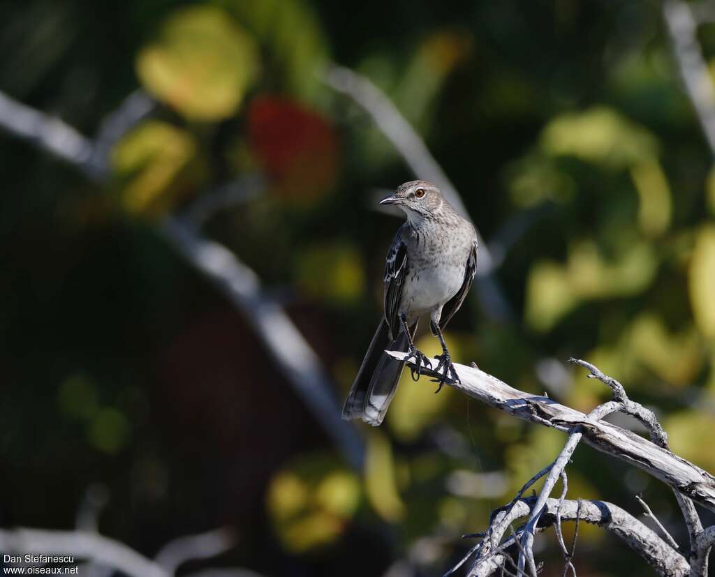 Moqueur des Bahamas, identification