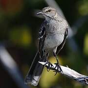 Bahama Mockingbird