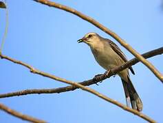 Tropical Mockingbird