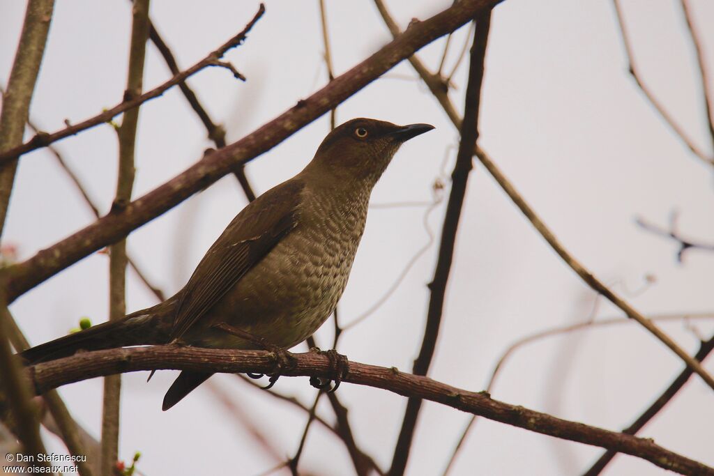 Scaly-breasted Thrasheradult