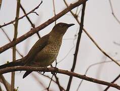 Scaly-breasted Thrasher