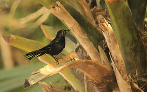 Black Catbird