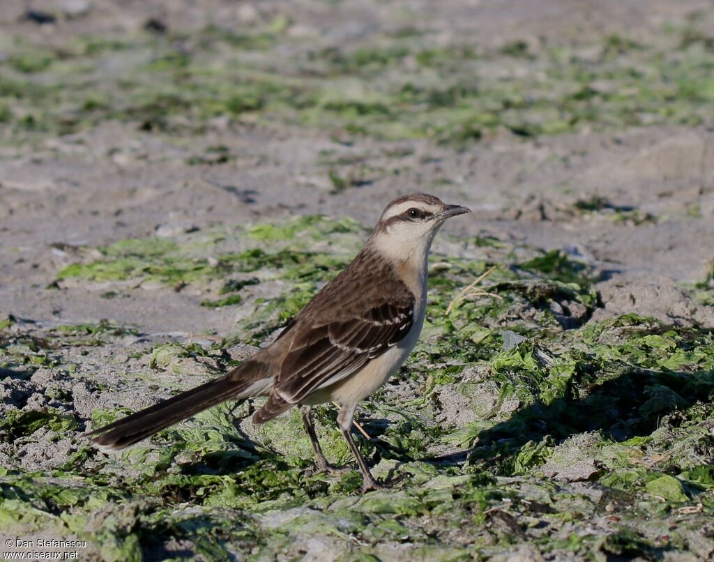 Chalk-browed Mockingbirdadult, walking