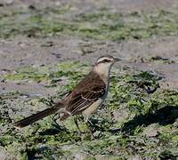 Chalk-browed Mockingbird