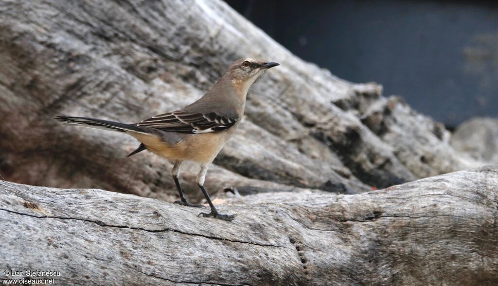 Northern Mockingbirdadult