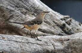 Northern Mockingbird