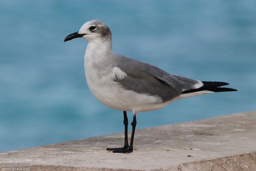 Mouette atricilleadulte internuptial