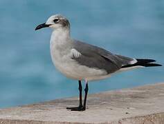 Mouette atricille