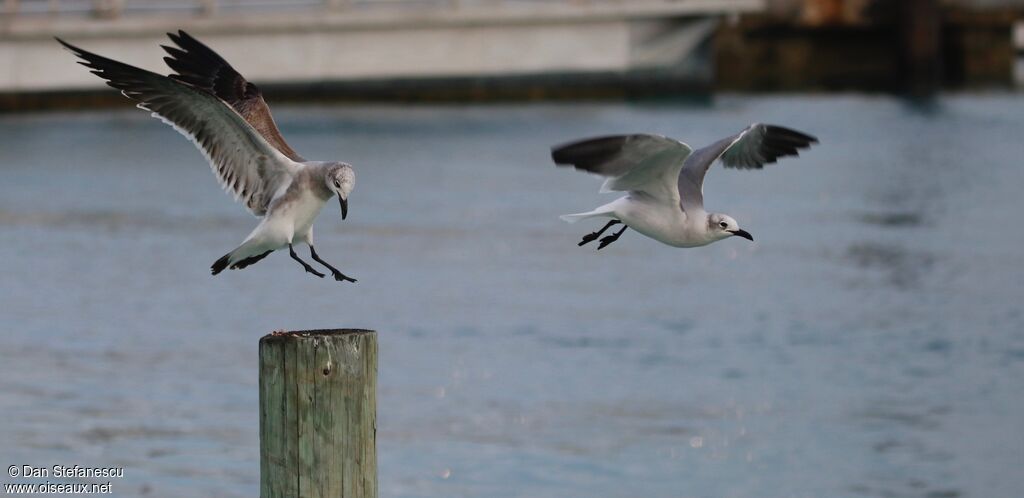 Mouette atricilleadulte internuptial, Vol