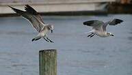 Mouette atricille