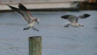 Laughing Gull