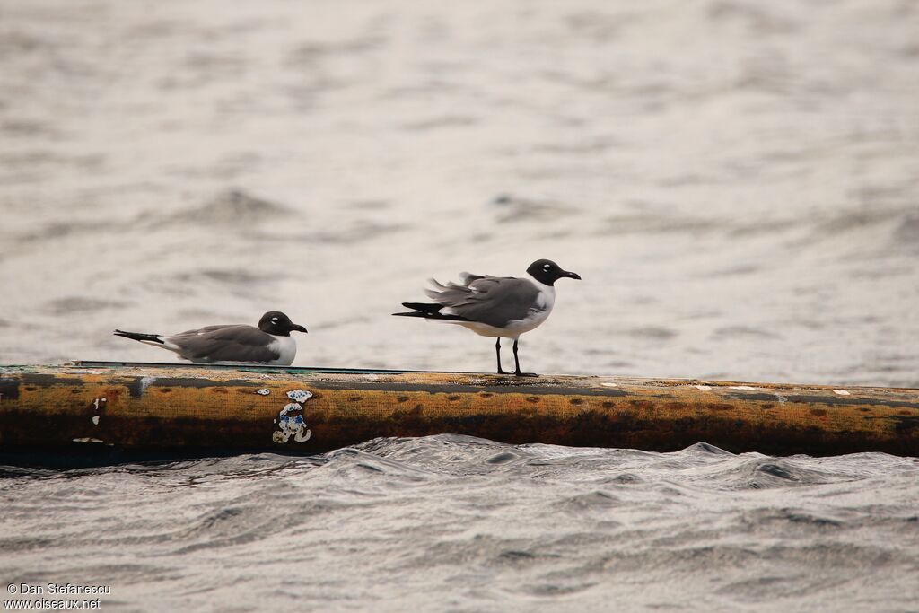 Mouette atricilleadulte nuptial