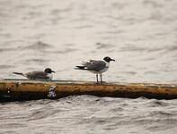 Mouette atricille