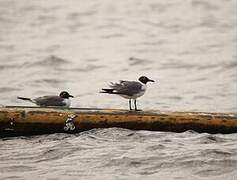 Laughing Gull