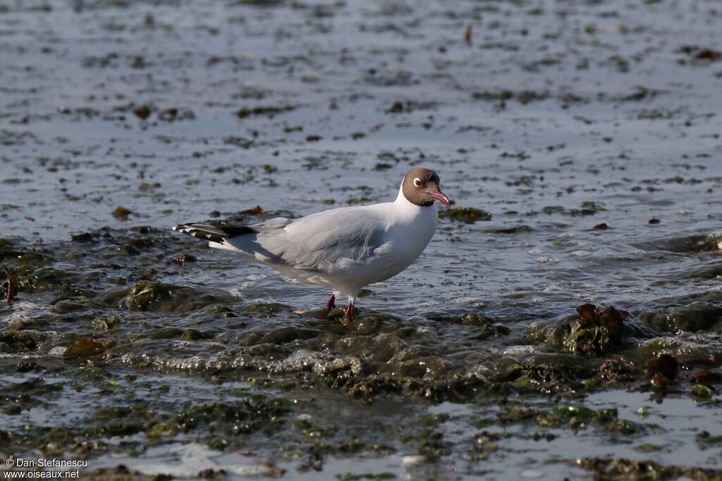 Mouette de Patagonieadulte nuptial