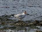 Mouette de Patagonie