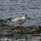 Mouette de Patagonie