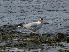 Brown-hooded Gull