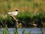 Mouette mélanocéphale