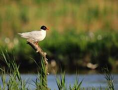 Mediterranean Gull